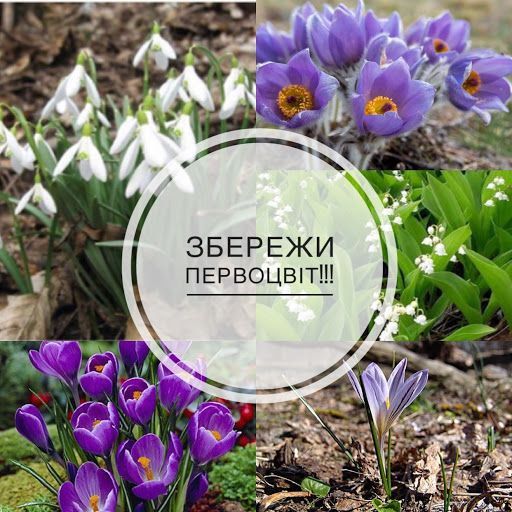 Розпочинається операція “ПЕРВОЦВІТ”