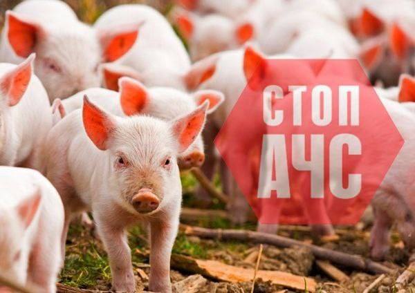 ‼️УВАГА! У Макарівській громаді виявлено АЧС у диких свиней