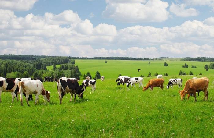 Роз’яснення механізму фінансової підтримки суб’єктів господарювання у 2024 році