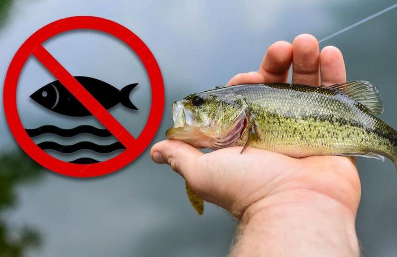 🚫 В Україні стартує весняна нерестова заборона, під час якої ловити рибу та раки у водоймах буде заборонено