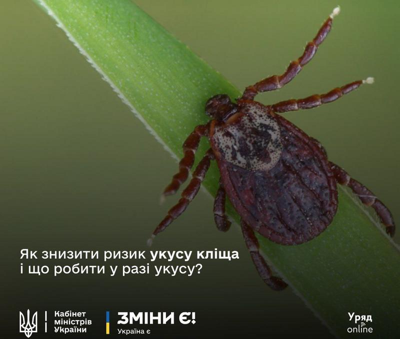 В Україні розпочався “сезон” кліщів