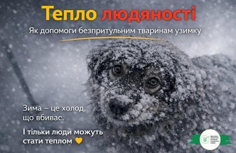 🦆 Тепло людяності: як допомогти безпритульним тваринам і птахам узимку