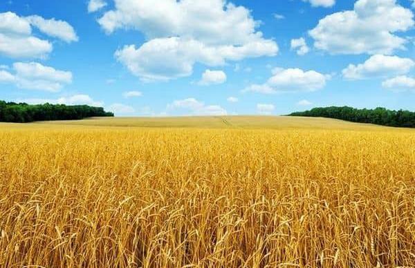 Зміни до Комплексної програми розвитку сільського господарства та сільських територій Київської області на 2024-2027 роки