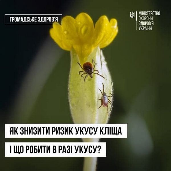 Сезон активності кліщів – у розпалі: вони все частіше кусають людей