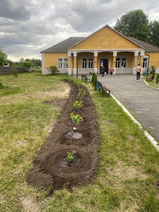 Висаджені кущі гортензії